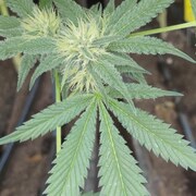 Plan rapproché de feuilles de cannabis.