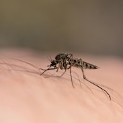 Gros plan sur un moustique, sur une surface de peau humaine. Il semble s'apprêter à piquer.