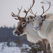 Des caribous.