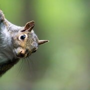 Un écureuil sur un arbre regarde le photographe. 