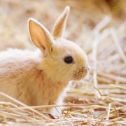 Un jeune lapin assis dans de la paille.