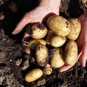 Gros plan sur les mains d'une personne tenant plusieurs pommes de terre.