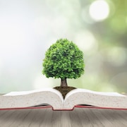 Un arbre pousse dans un livre posé sur une table.