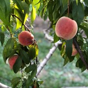 Des pêches dans un arbre.