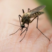 Un moustique se pose sur une main humaine.