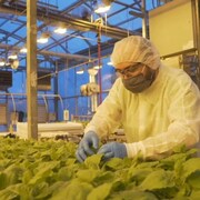 Un homme protégé travaille avec des plantes dans une usine.