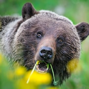 Un grizzly du parc national de Jasper en Alberta se nourrit de pissenlits.