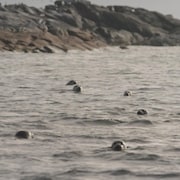 Une petite colonie de phoques gris dans l'eau du Saint-Laurent.
