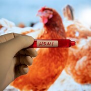 Illustration conceptuelle montrant des poules et un test de la grippe aviaire.