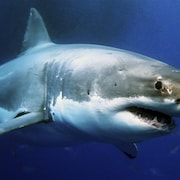 Photo d'un grand requin blanc sous l'eau.