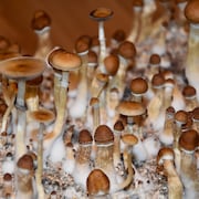 Gros plan sur une culture de psilocybe, champignons hallucinogènes provenant de l’Amérique centrale. 
