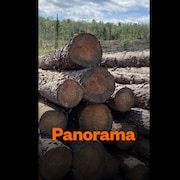 Des billots de bois entassés à l'extérieur.
Le logo de l'émission radio Panorama.