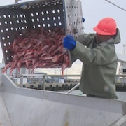 Un pêcheur déverse une caisse de sébastes sur un convoyeur près de son bateau.