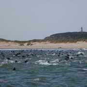 Le cheptel de phoques gris près de l'île Brion, une réserve écologique au large des îles de la Madeleine