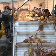 Travailleurs de l'usine de transformation du crabe des neiges 