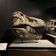 Une reconstitution d'un crâne de Tyrannosaurus rex.
