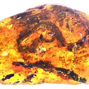On distingue une sorte de ver vertébré de couleur un peu plus foncé dans une roche de couleur doré. 