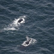 Deux baleines vu depuis les airs.