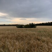 Un champ de blé sous un ciel nuageux.