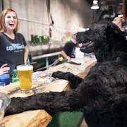 Un chien a les deux pattes sur un comptoir de bar, devant une bière. 