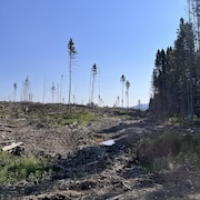 Une zone de coupes forestières dans la réserve faunique de Matane.