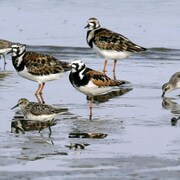 Des oiseaux sur le bord d'une plage