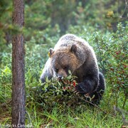 Un grizzli en train de manger des baies de shépherdie.