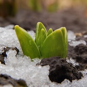 Une jeune plante pousse malgré la neige autour d'elle.