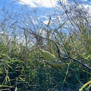 Gros plan sur une plante à cosses avec des herbes hautes derrière.