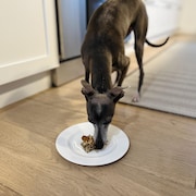 Un chien mange du quinoa et du tofu dans une assiette par terre.