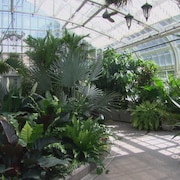 L'intérieur d'une serre où poussent des plantes tropicales.