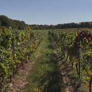 Un champ de vignes dédié à la production de vins. 