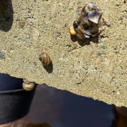 Des escargots collés à un quai. 