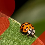 Comment lutter contre une invasion de coccinelle Info Radio Canada