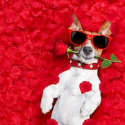 Un petit chien est allongé parmi des pétales de roses. Il tient une rose dans sa gueule et porte des lunettes fumées.