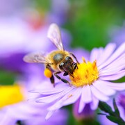 Une abeille sur une fleur.