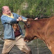 Dans un ruisseau, un homme tire une vache par les cornes pour la faire avancer.