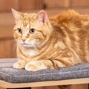 Un chat jaune, couché sur un coussin.