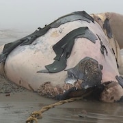 Mort de 12 baleines noires dans le Golfe du Saint-Laurent