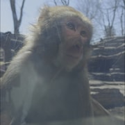 Un macaque japonais
