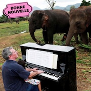Un homme et sa jeune fille sont assis devant un piano au milieu de la jungle, devant quatre éléphants d'Asie adulte.