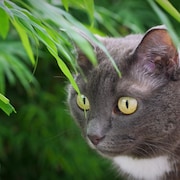 Chat en nature aux yeux verts