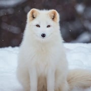 Le renard arctique blanc dans la neige.