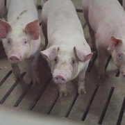 Trois porcelets dans un élevage de porc.