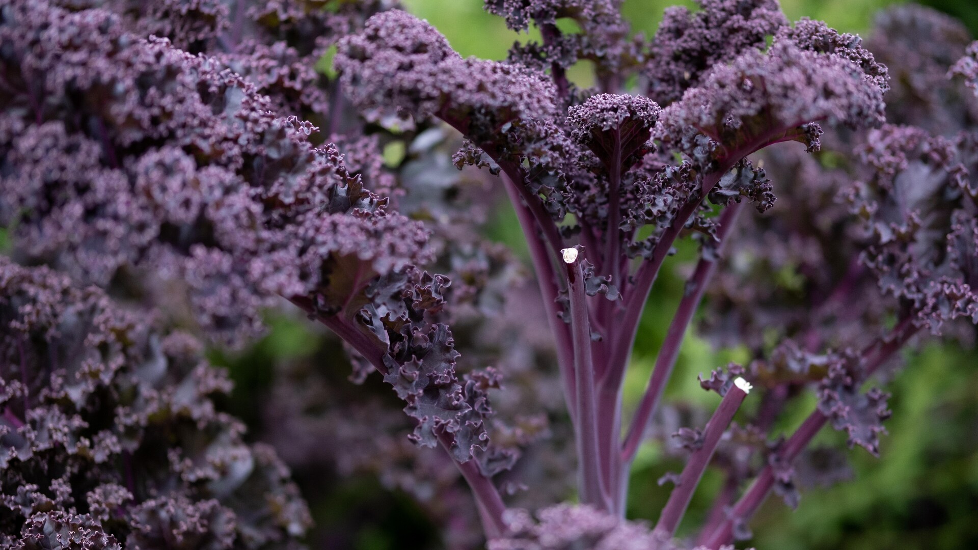 Des feuilles de kale coupées. Des feuilles de kale coupées.