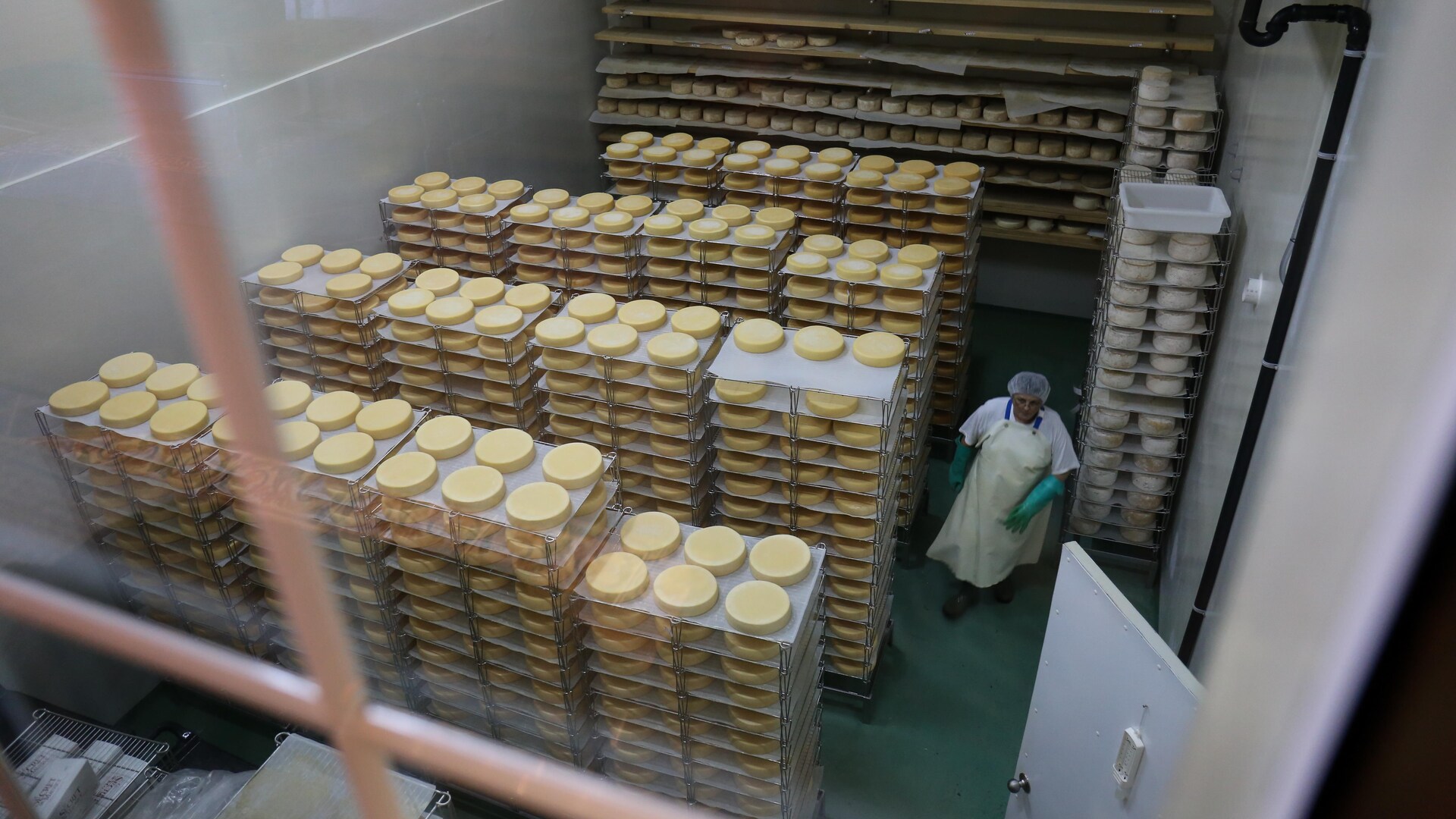 Des fromages en salle d'affinage. Des fromages en salle d'affinage.