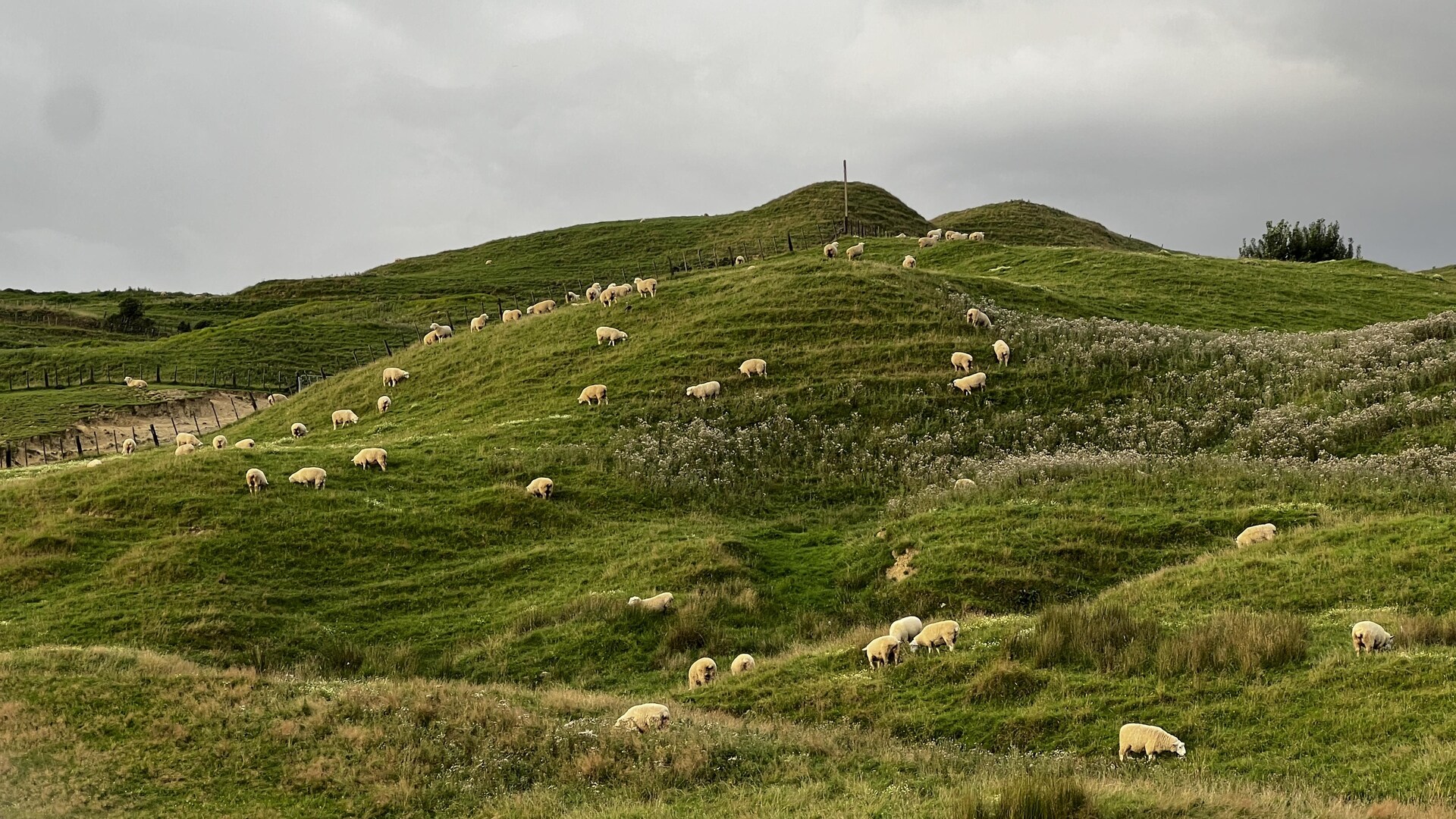 Sheep graze on hills covered with greenery.