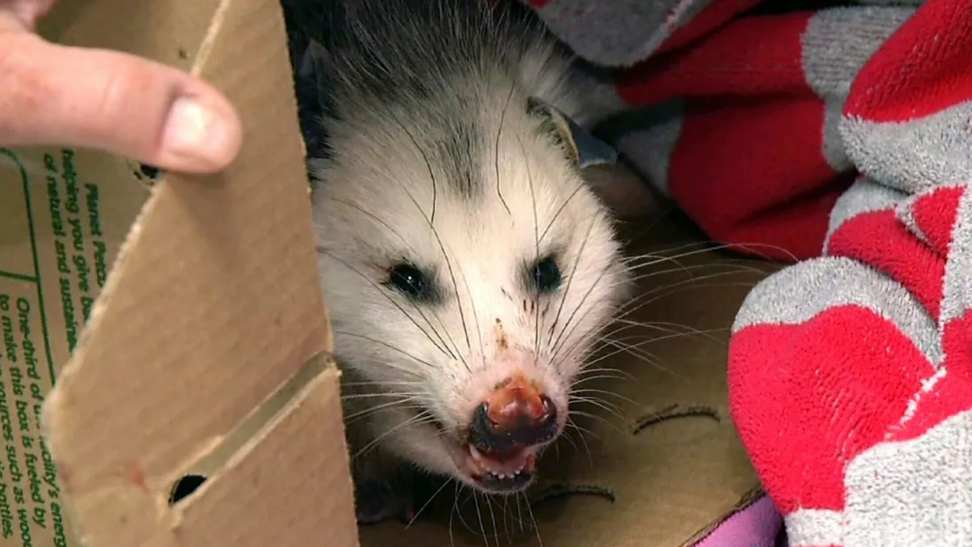 A female opossum.