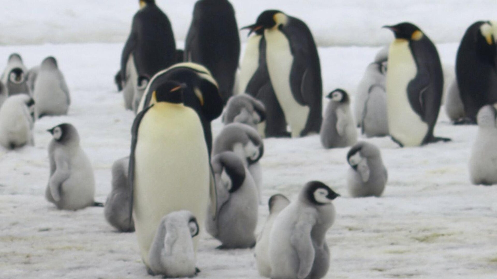 Les manchots empereurs boudent le plus grand site de reproduction de l'Antarctique Les manchots empereurs boudent le plus grand site de reproduction de l'Antarctique