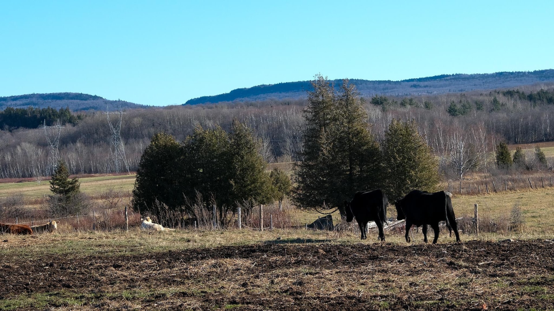 Un taureau de race Wagyu dans un champs à l'automne. Un taureau de race Wagyu dans un champs à l'automne.